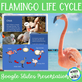 Flamingo life cycle Google Slides presentation slide show
