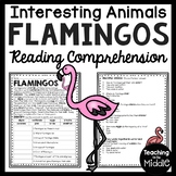 Flamingos Informational Text Reading Comprehension Workshe