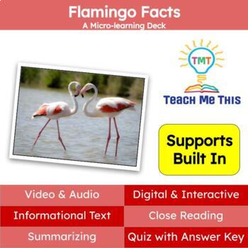 Preview of Flamingos Informational Text Reading Passage and Activities