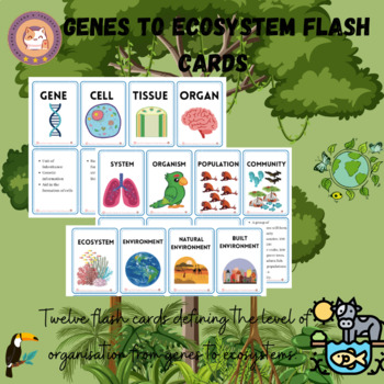 Preview of Flash Cards - Genes to Ecosystem