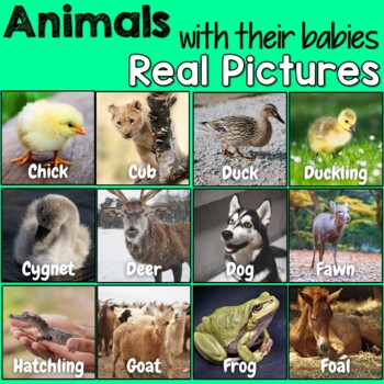 Preview of Flash Cards - Matching Animals with their Babies  (Real Photos)