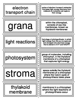 23 Laminated Photosynthesis Flashcards.