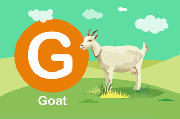 Preview of Flash card: card G-Goat, A goat in the green grass field