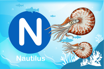 Preview of Flash card: card N-Nautilus, a cephalopod mollusk with a light external spiral