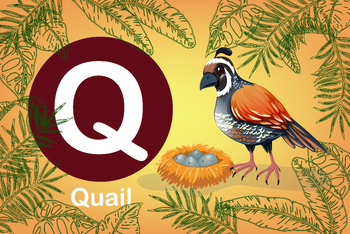 Preview of Flash card: card Q-Quail