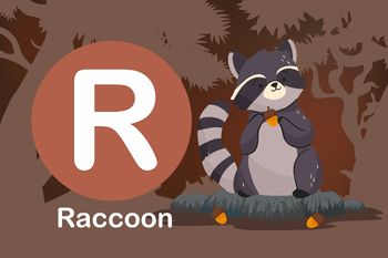 Preview of Flash card: card R-Raccoon, a grayish-brown American mammal