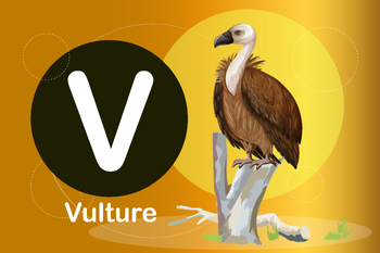 Preview of Flash card: card V-Vulture, a bird of prey that scavenges