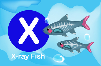 Preview of Flash card: card X-X-ray fish, a small schooling aquatic fish native in Amazon