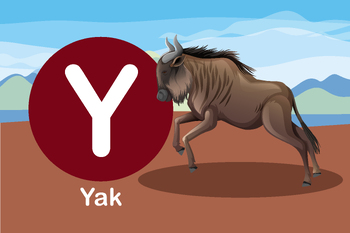 Preview of Flash card: card Y-Yak, a wild and domesticated type of cattle