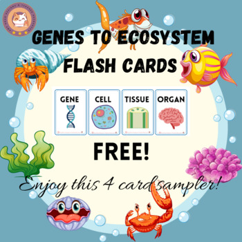 Preview of Flash cards - Genes to Ecosystem 4 card sampler