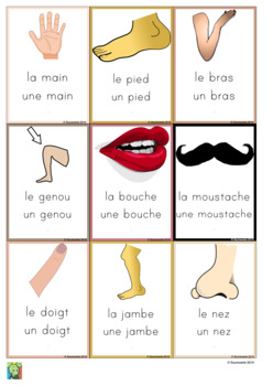 Preview of 36 flashcards body parts in French