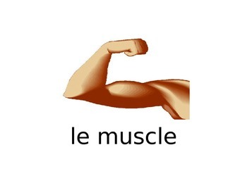 Preview of Flashcards for le muscle, l'os, les dents