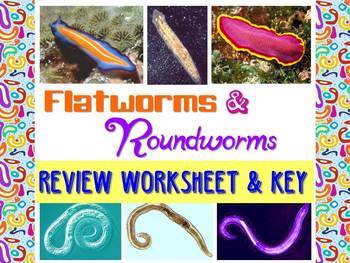 Preview of Flatworms and Roundworms Review Worksheet for Biology or Zoology