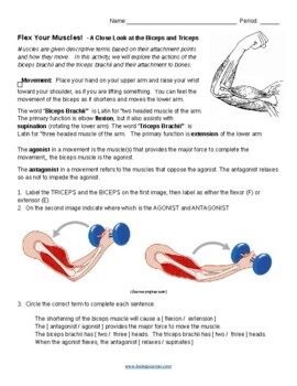 Flex Your Muscles! Biceps and Triceps (KEY) by Biologycorner