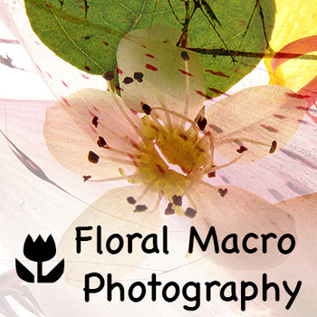 Preview of Floral Macro Photography and Composites using Adobe Photoshop