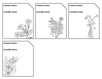 Floriculture ID Contest Flashcard Templates by The Little Barn Owl