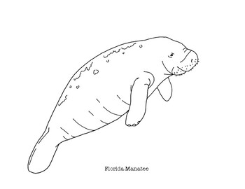 Florida Manatee Coloring Page by Mama Draw It | Teachers Pay Teachers
