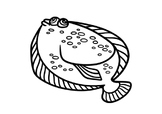 Flounder- Reef Life Colouring Page