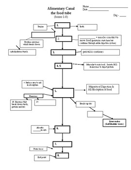 Digestive System Flow Chart Worksheet