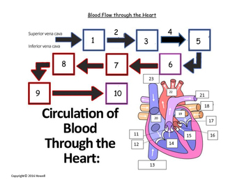 Flow Chart Of Blood Through The Heart