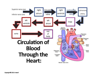 Flow of Blood through the Heart Quiz or Worksheet | TpT