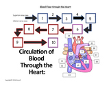 Flow of Blood through the Heart Quiz or Worksheet