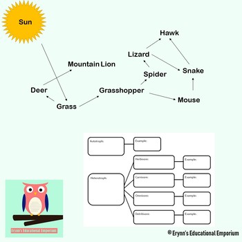 Flow of Energy Notesheet/Worksheet by Elf Owl Education | TpT