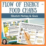 Ecosystems Flow of Energy - Cycling of Matter - Food Chain