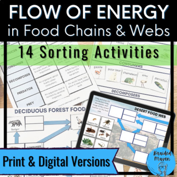 Preview of Flow of Energy in Food Webs Sorting Activities | Print & Digital Versions