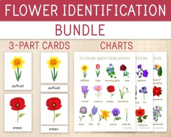 Preview of Flower 3-Part Cards & Posters, 40 Flowers and 3 Charts, Flower Unit Study