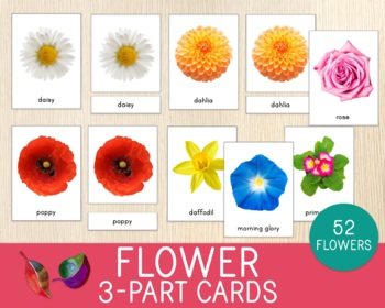 Preview of Flower 3-Part Cards, Montessori Nomenclature Cards, Botany, Science, Vocabulary