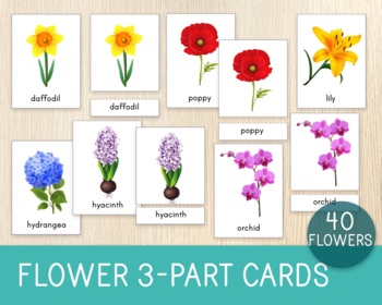 Preview of Flower 3-Part Cards, Nomenclature Cards, Montessori, Flower Recognition, 40