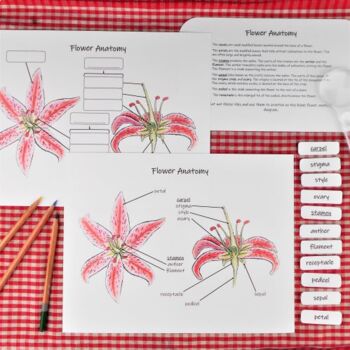 Preview of Parts of a Flower Diagram: labeled and unlabeled diagrams plus vocabulary list