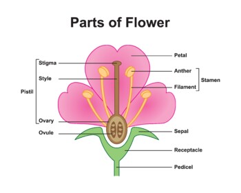 Preview of Flower Anatomy. Parts of Flower Structure.