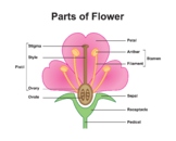 Flower Anatomy. Parts of Flower Structure.