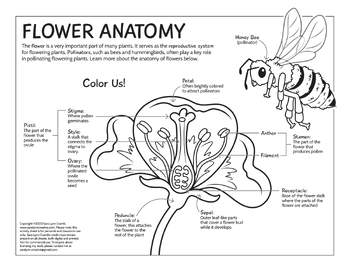 Preview of Flower Anatomy coloring page