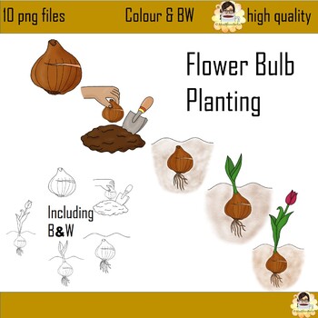 Preview of Flower Bulb Planting Clipart (Tulip)- Including B&W Version