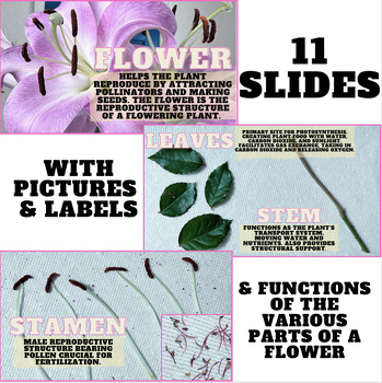 Preview of Flower Dissection PowerPoint | Parts of a Flower - Garden Club Curriculum