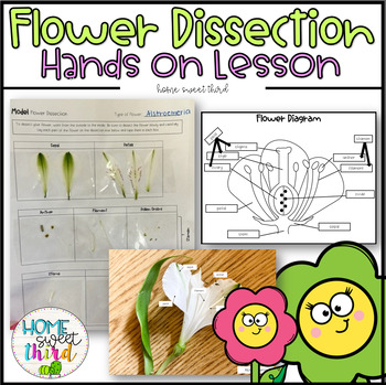 Preview of Flower Dissection | Hands on Lab | Back to School