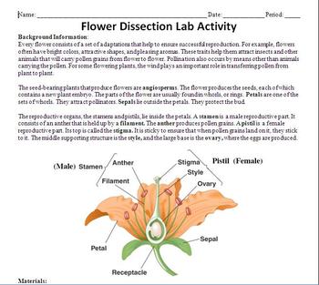 Preview of Flower Dissection Lab