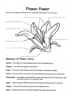 Flower Dissection Lab by The Essentials | Teachers Pay ...