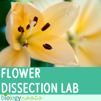 lily dissection lab