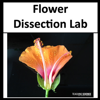 Preview of Flower Dissection Lab & Parts of a Flower Parts of a Plant & Flower Pollination