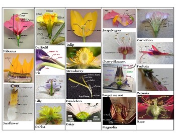 Flower Dissection Lab Sheet by Jenny Trump | TPT