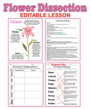 Preview of Flower Dissection - Parts of a Flower Worksheets & Diagrams | Editable Lesson