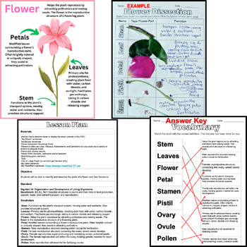 Preview of Flower Dissection - Parts of a Flower Worksheets, Diagrams, Do Now, Exit Ticket