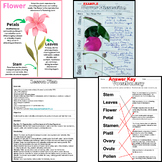 Flower Dissection - Parts of a Flower Worksheets, Diagrams