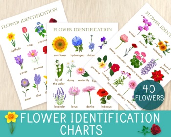 Preview of Flower Identification Charts, 40 Flower, Flower Posters, Flower Unit Study