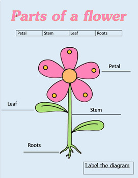 Parts of a plant - Labelling Worksheet by Teachers For Teacherz