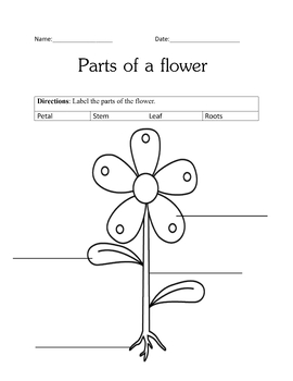 Parts of a plant - Labelling Worksheet by Teachers For Teacherz